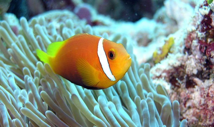 伊露薇丽岛 Sun Aqua Iru Veli, 娱乐活动（海岛maldives）介绍,网球及高尔夫