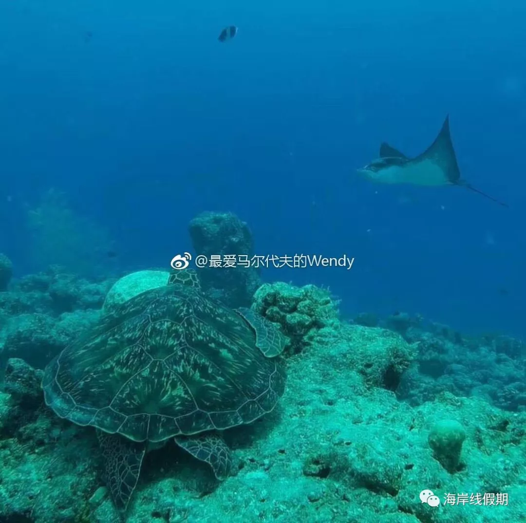maldives攻略, 【原创】总结马尔代夫有哪些可以喂魔鬼鱼的岛屿 -马尔代夫攻略-一级代理-海岸线假期官网