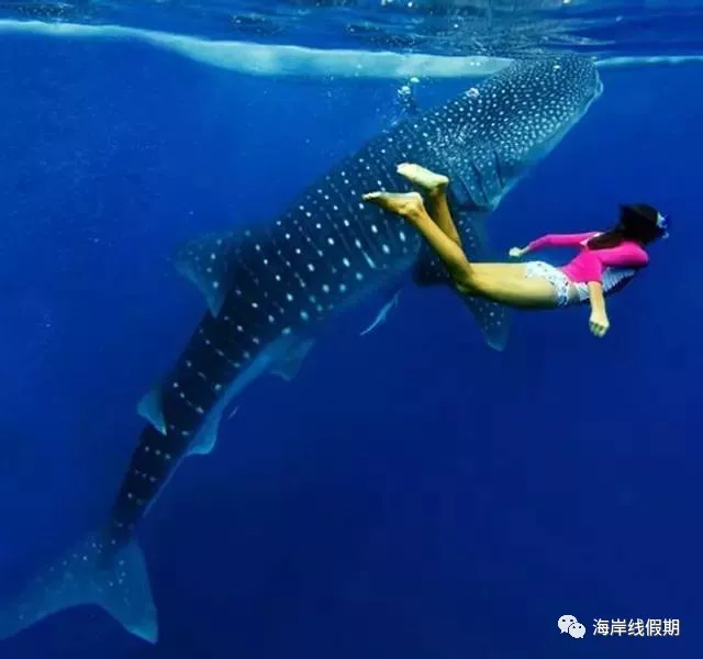 maldives攻略,  马尔代夫打开方式—在马代怎么玩|娱乐、水上活动、运动、刺激 -马尔代夫攻略-一级代理-海岸线假期官网