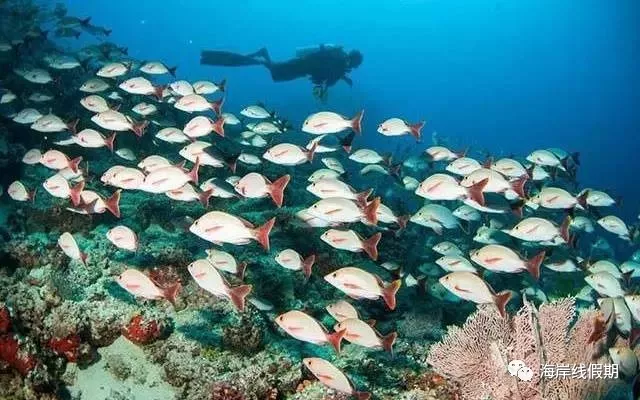 maldives攻略,  马尔代夫打开方式—在马代怎么玩|娱乐、水上活动、运动、刺激 -马尔代夫攻略-一级代理-海岸线假期官网