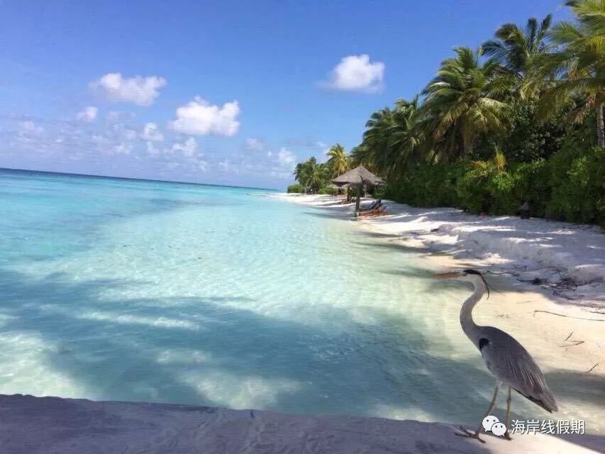 maldives攻略, 【原创】总结马尔代夫有哪些可以喂魔鬼鱼的岛屿 -马尔代夫攻略-一级代理-海岸线假期官网