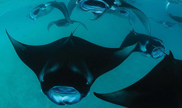 瑞提法鲁岛 Reethi Faru Resort, 娱乐活动（海岛maldives）介绍,网球及高尔夫