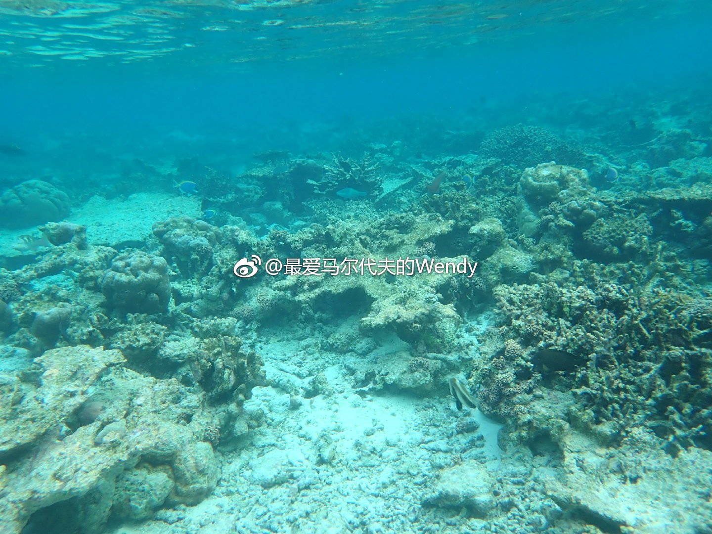 maldives攻略, 马尔代夫瑞吉和娇丽,你更喜欢哪个? -马尔代夫攻略-一级代理-海岸线假期官网