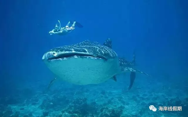 maldives攻略,  马尔代夫打开方式—在马代怎么玩|娱乐、水上活动、运动、刺激 -马尔代夫攻略-一级代理-海岸线假期官网