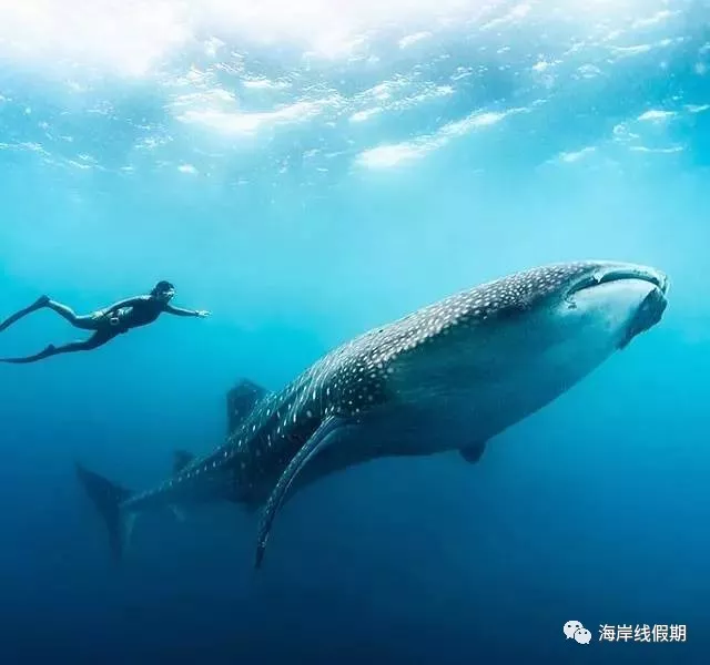 maldives攻略,  马尔代夫打开方式—在马代怎么玩|娱乐、水上活动、运动、刺激 -马尔代夫攻略-一级代理-海岸线假期官网