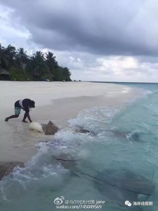 maldives攻略, 【原创】总结马尔代夫有哪些可以喂魔鬼鱼的岛屿 -马尔代夫攻略-一级代理-海岸线假期官网