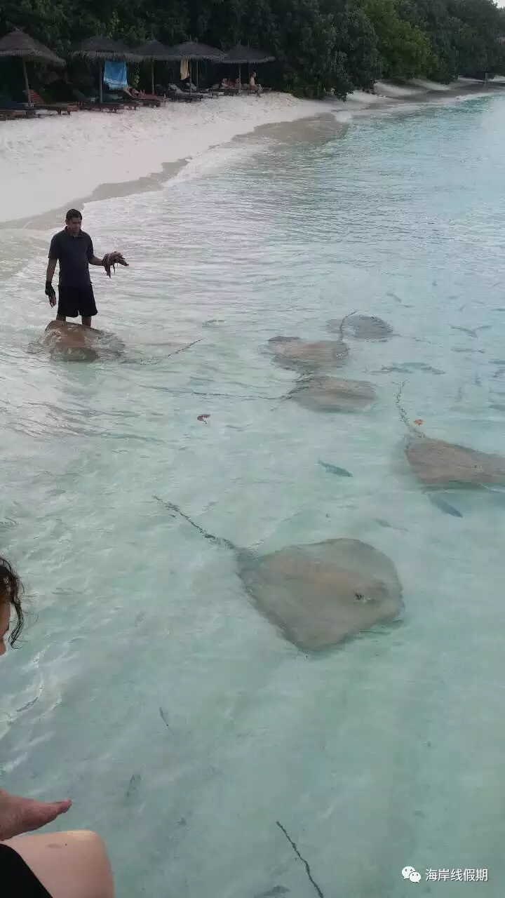 maldives攻略, 【原创】总结马尔代夫有哪些可以喂魔鬼鱼的岛屿 -马尔代夫攻略-一级代理-海岸线假期官网